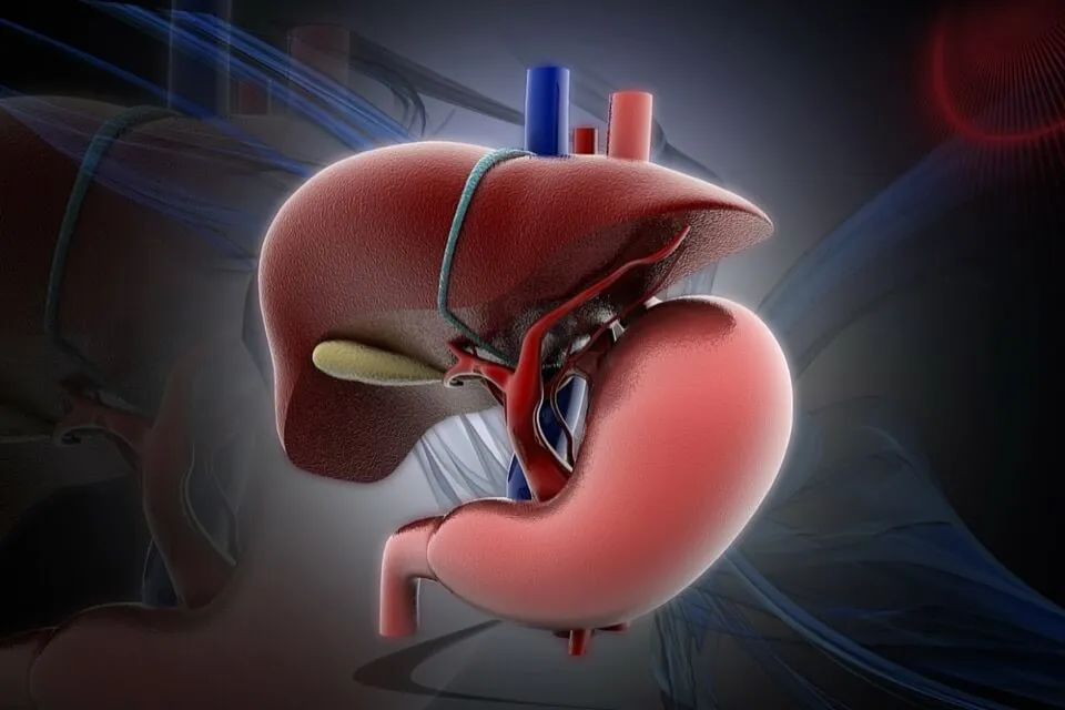 How to Keep Your Liver Healthy Naturally